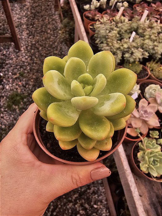 Sedeveria Shangrila Variegata POTE 11