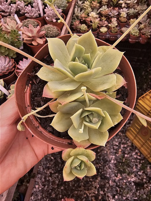 ECHEVERIA JADEITA POTE 11