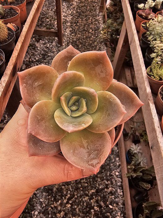 Graptoveria Albert Baynes POTE 11