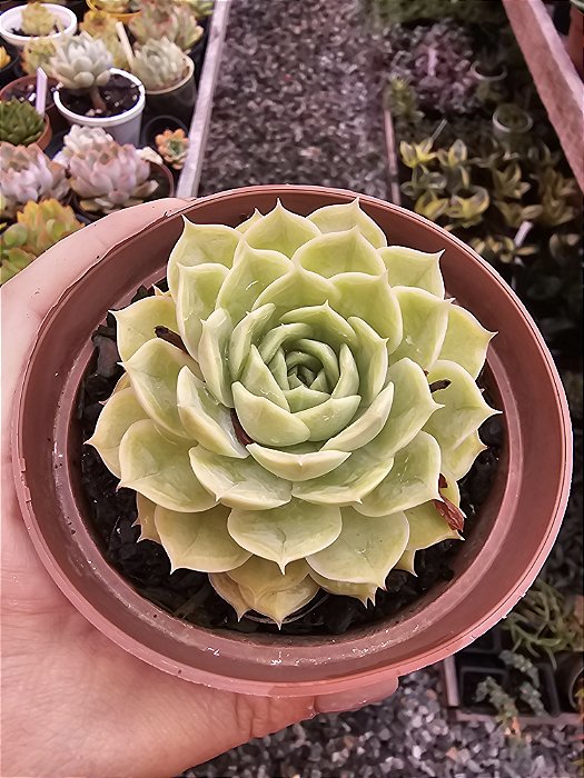 ECHEVERIA onslow pote 11