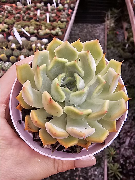 ECHEVERIA NORMA POTE 11