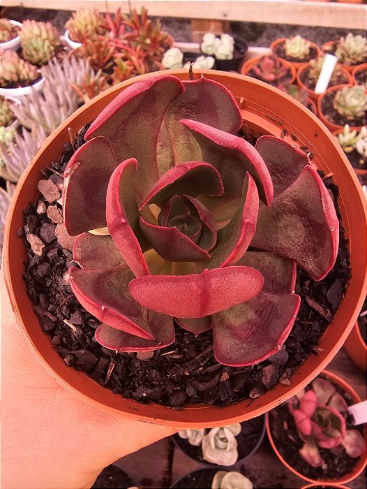 ECHEVERIA RAUBER pote 11