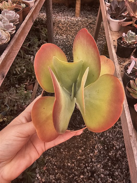 KALANCHOE LUCIAE ORELHA DE ELEFANTE POTE 15