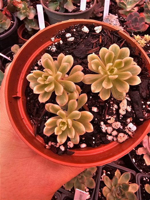 Sedum Joyce Tulloch VARIEGATA POTE 11