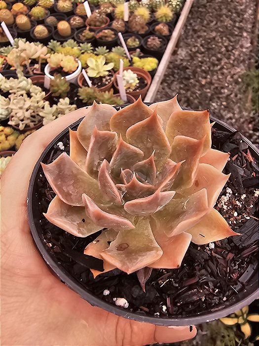 echeveria linda jean POTE 11
