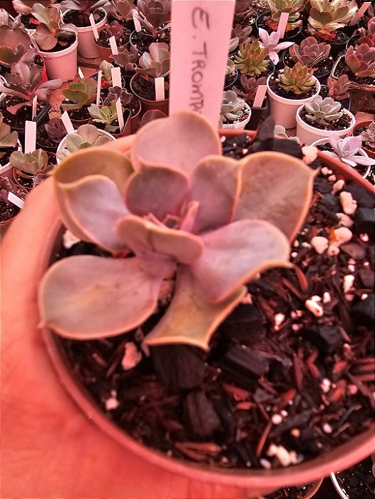 Echeveria Valkyrie Trumpette POTE 11