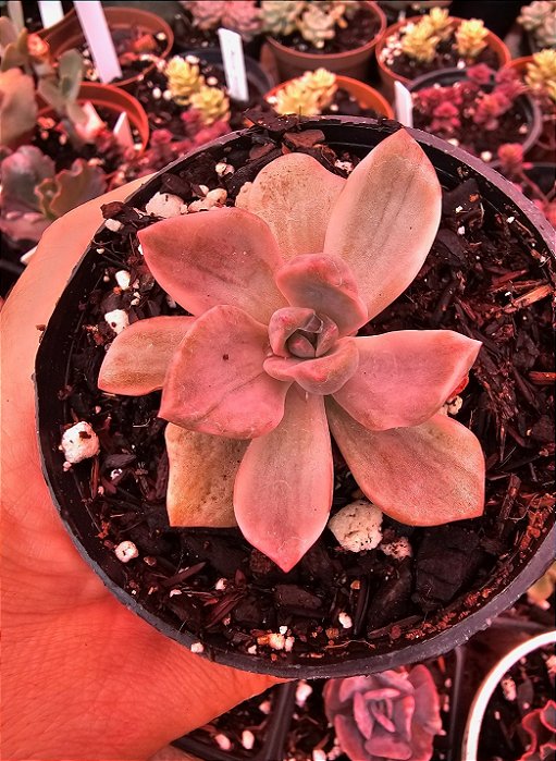GRAP. MRS RICHARDS VARIEGATA POTE 11