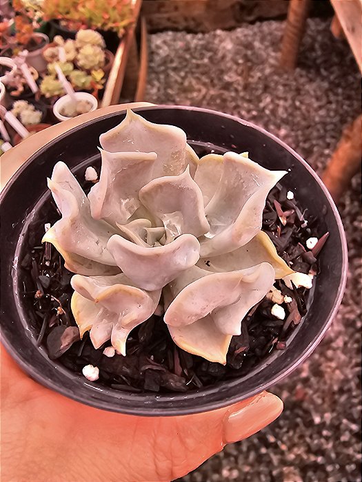 echeveria thriller pearl  POTE 11