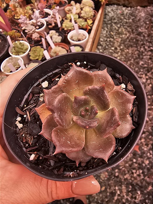 ECHEVERIA SUPER BOWL POTE 9