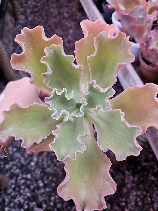 ECHEVERIA ALMA WILSON POTE 11