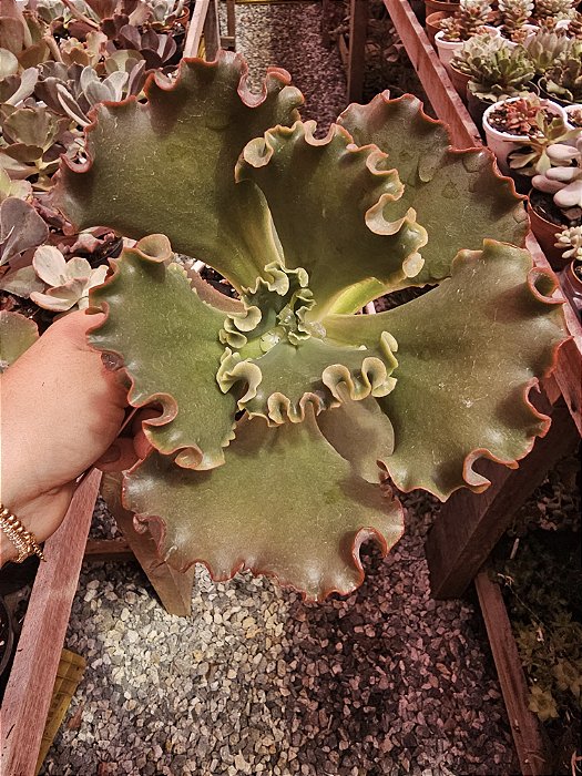 ECHEVERIA TRISTAN POTE 11