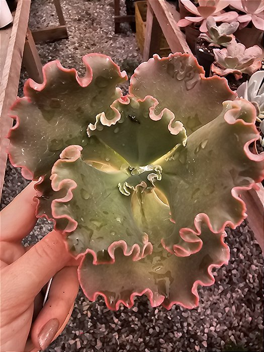 ECHEVERIA ALLENDER  POTE 11