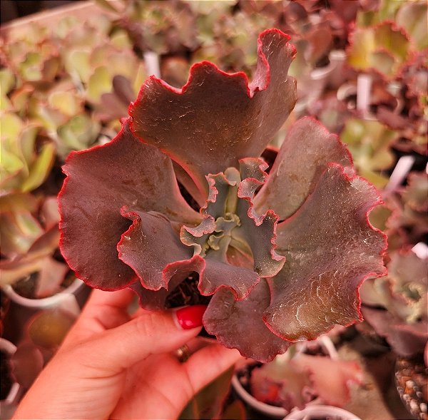 ECHEVERIA SUICUME POTE 11