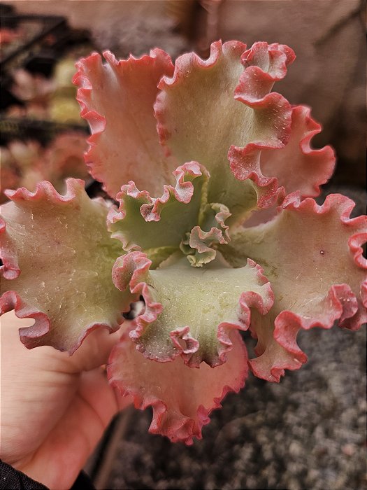 E. Nizeit zume pote 11