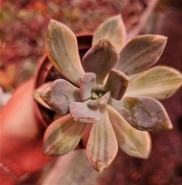Echeveria Lavender variegata POTE 11