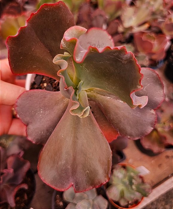 ECHEVERIA MAUVE JADE IMP. POTE 11
