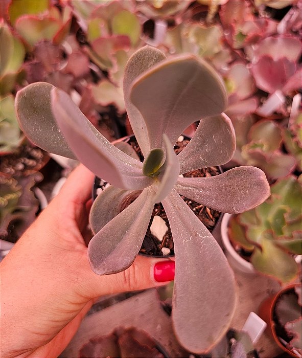Pachyveria jocelyn's joy POTE 11
