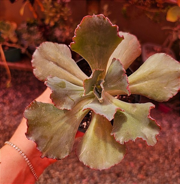 ECHEVERIA INEZ POTE 11