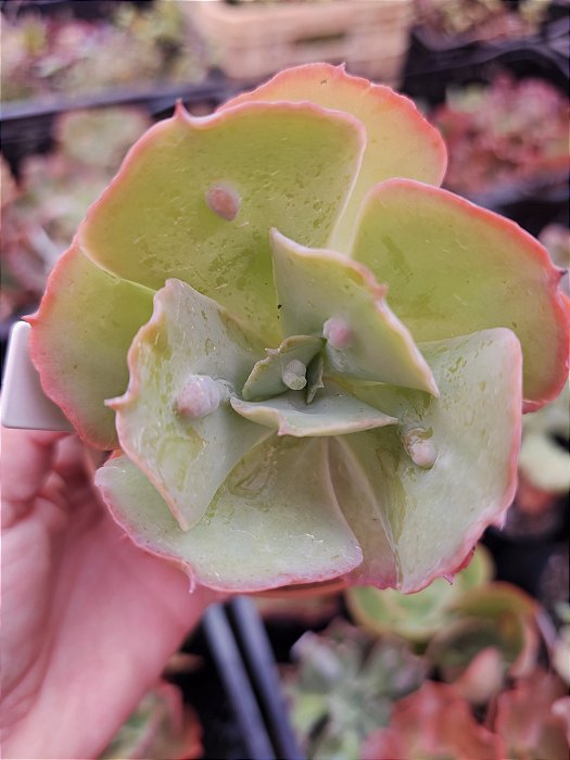 ECHEVERIA RAIN BUMPS POTE 11