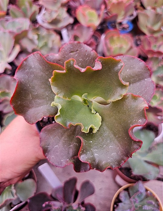ECHEVERIA STEGILINDES POTE 11