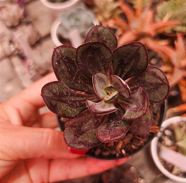ECHEVERIA NODULOSA PAINTED BEAUTY POTE 11