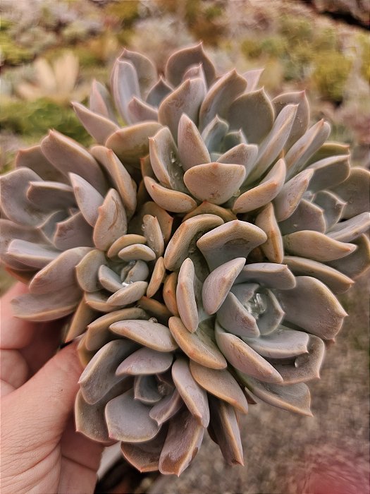 Echeveria colônia 1