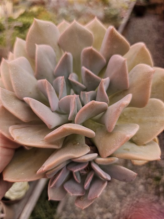 Híbrida de toch turvy