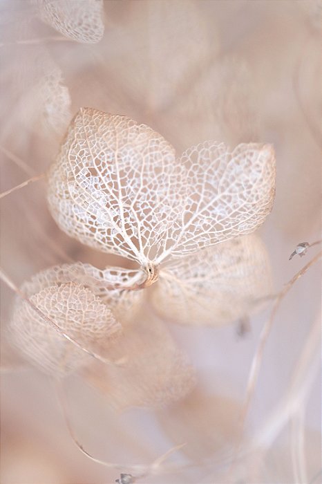 Quadro FineArt Luz de  Hydrangea