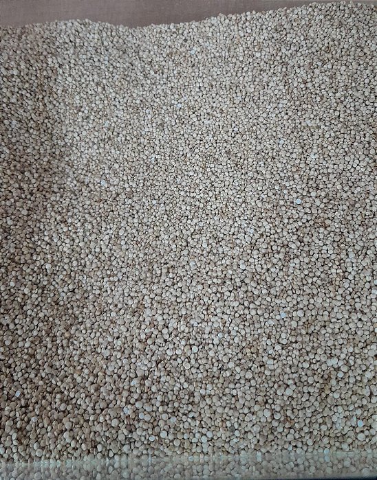 QUINOA BRANCA GRÃO - 100g