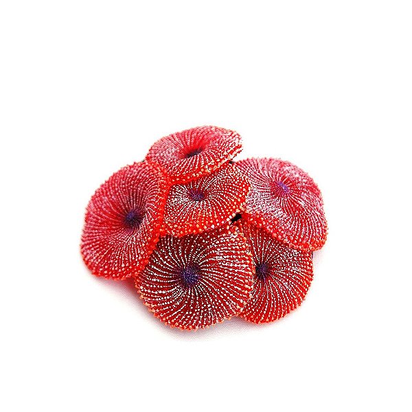 ENFEITE DE SILICONE SOMA CORAL RICORDEA VERMELHA 02