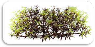 SKRw PLANTA ARTIFICIAL T 524 PLACA 24X12X5CM MR/VD