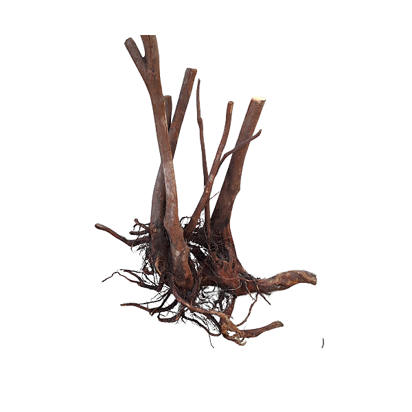 SKRw RAIZ ORNAM. 3Y/B GG - ESCURO - 50-200 CM KL