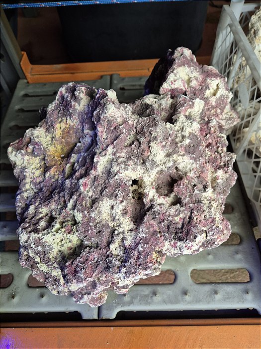 SKRw ROCHA -197C PINK COLOR ZANZIBAR 8-35 CM KL---