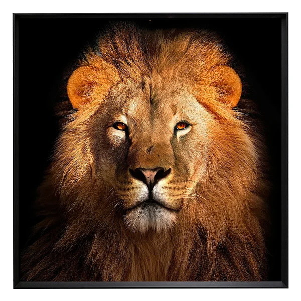 Quadro Leão Marrom com Vidro 100x100cm Arte Própria