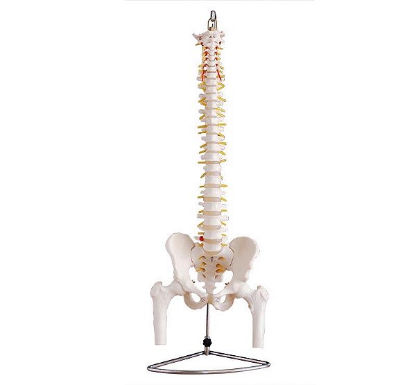 Modelo da Coluna Vertebral Humana com Pelvis e Fêmur