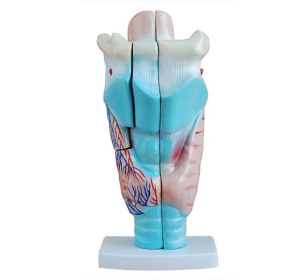 Modelo da Laringe Humana (Ampliado) - 3 peças