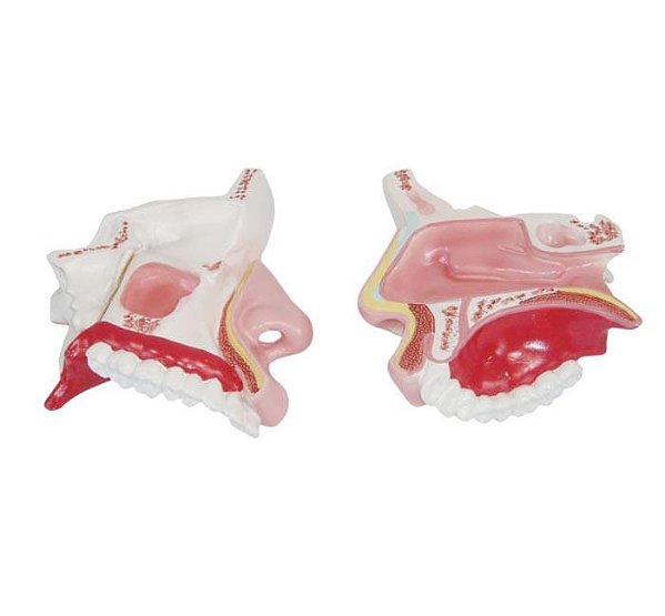 Modelo da Anatomia da Cavidade Nasal