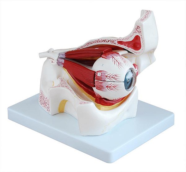 Modelo de Olho com Orbita