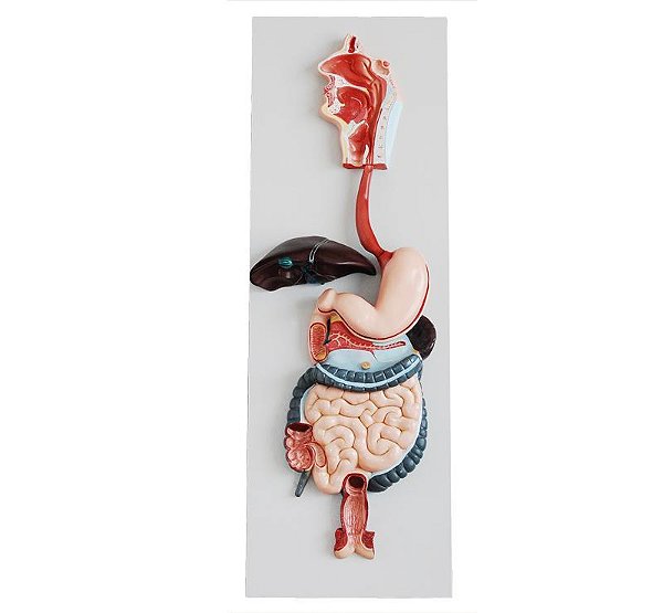 Modelo do Sistema Digestivo Humano