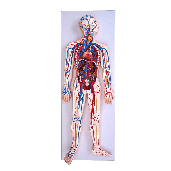 Modelo do Sistema Circulatório Humano
