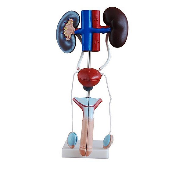 Modelo do Sistema Urogenital Masculino