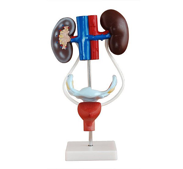 Modelo do Sistema Urogenital Feminino