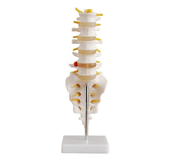 Coluna Vertebral Lombar