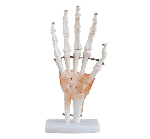 Articulação da Mão C/ Ligamentos