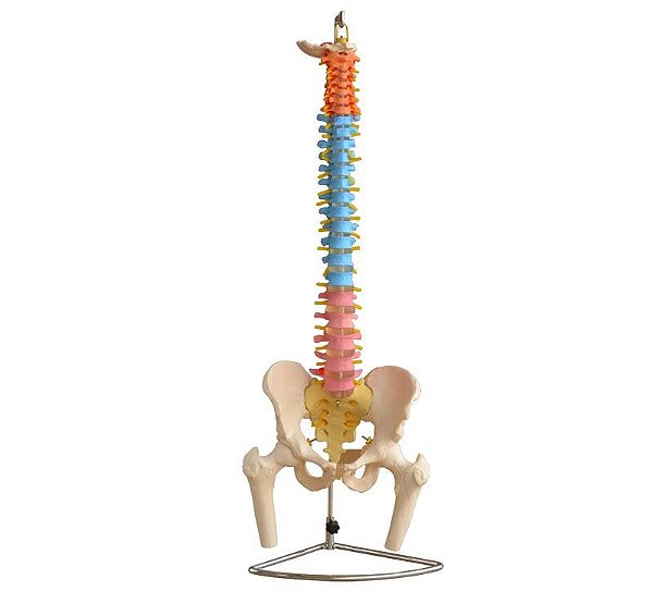 Coluna Vertebral Colorida, em Tamanho Natural