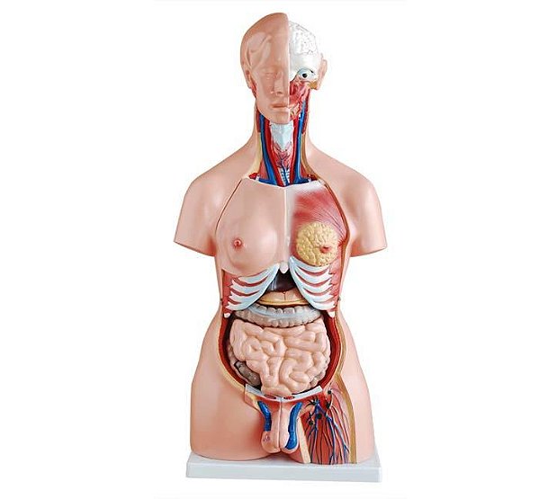 Torso de 45cm, Bissexual com Coluna Exposta, em 23 Partes