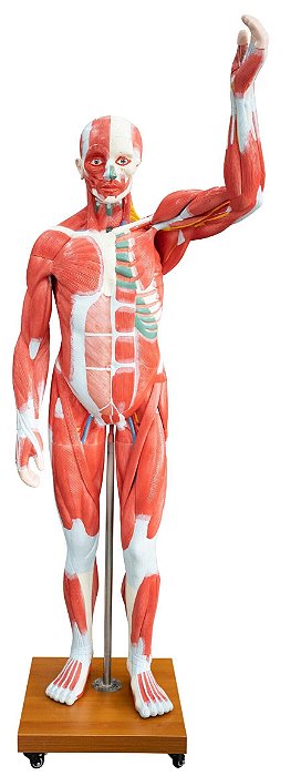 Modelo de Músculo Humano em Tamanho Real 29 PEÇAS