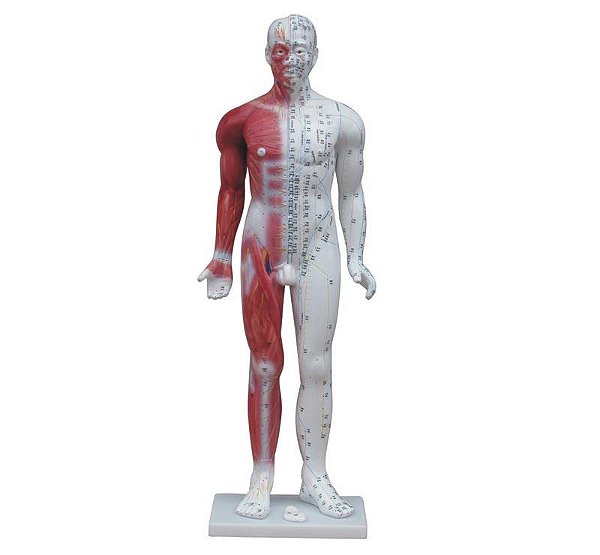 Modelo Simulador para Acupuantura Deluxe 84CM