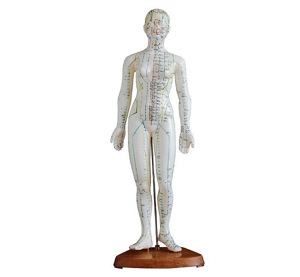 Modelo para Treinamento/Ensino de Acupultura 48cm ,Feminino