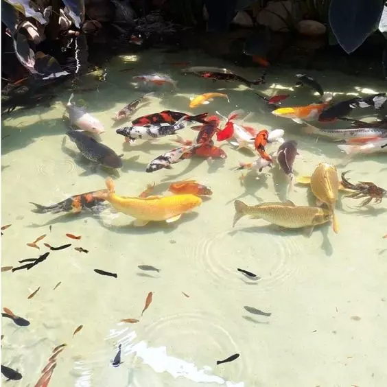 Arei grossa de dolomita branca pacote com 20 kilos